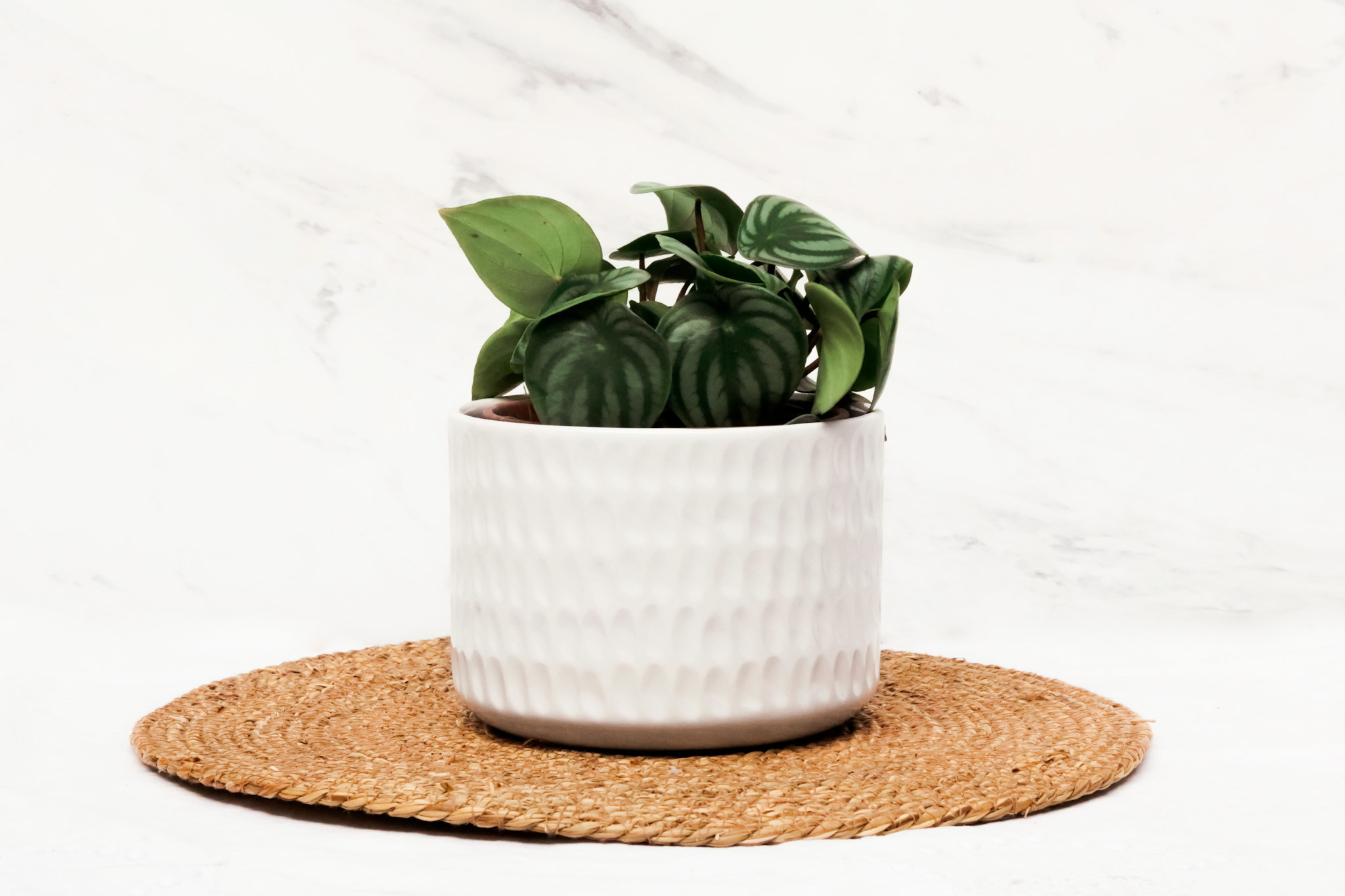 Planta peperomia en maceta de cerámica artesanal