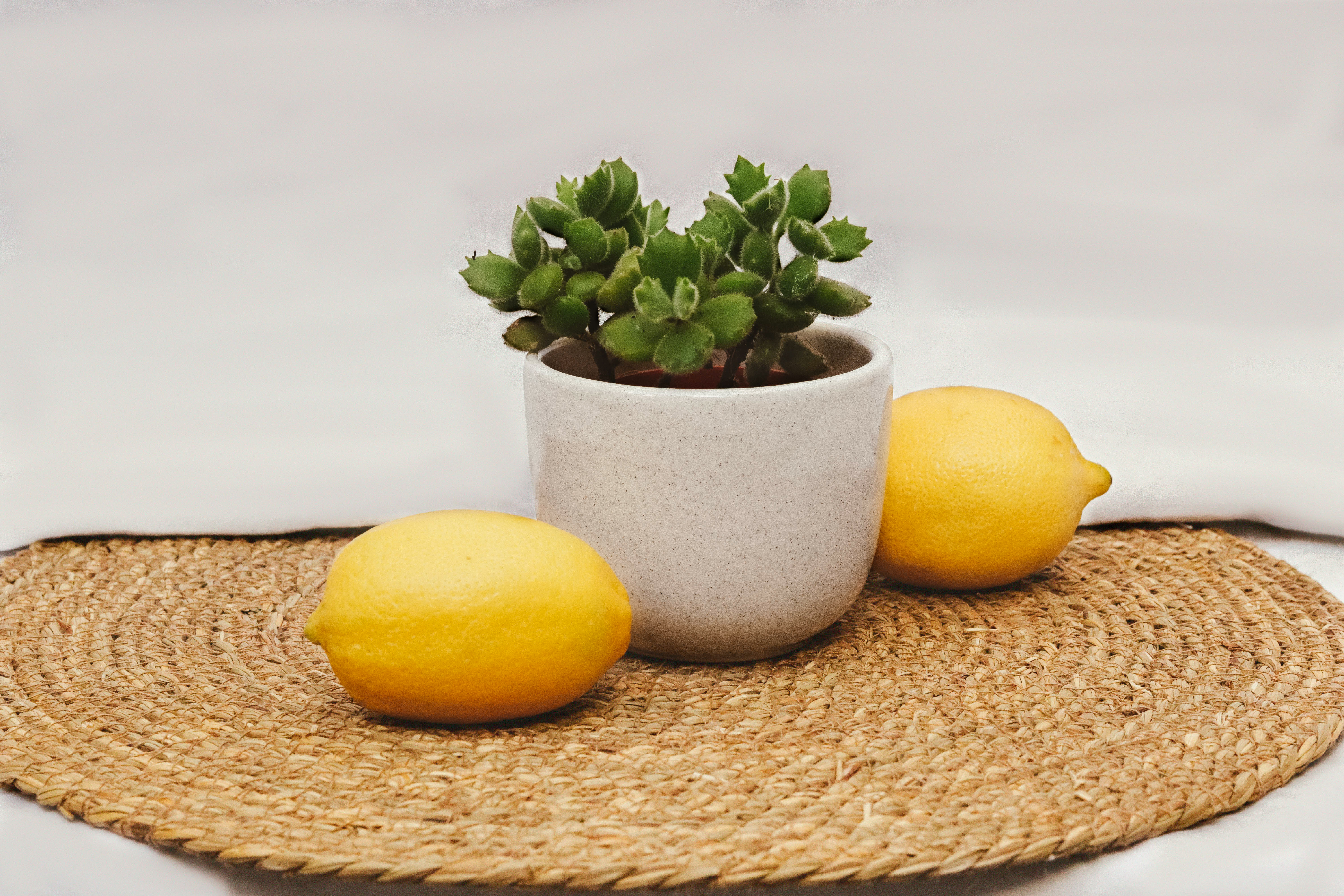Planta suculenta en maceta junto a limones